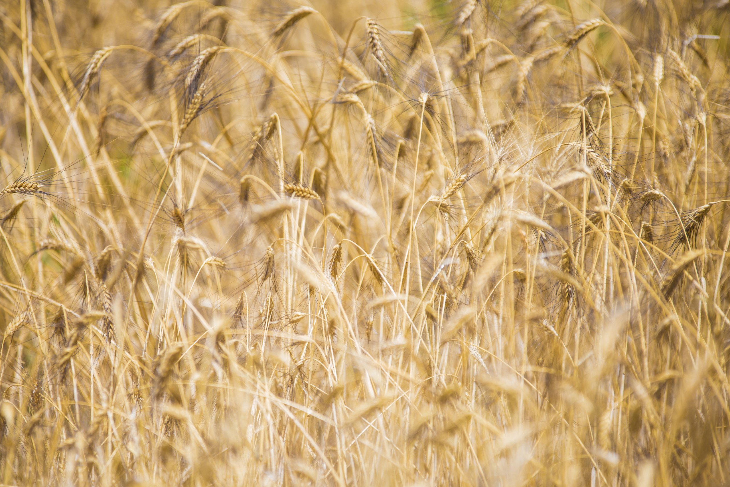 Grano duro Senatore Cappelli, buono ma soprattutto sano.