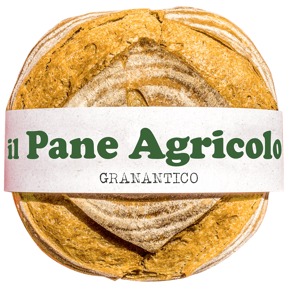 Pagnotta di pane agricolo Granantico Senatore Cappelli arteagricola