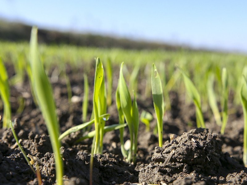 Campo Orzo 67 – 2020 (2) Campo di coltivazione Prodotto biologico di orzo - Arteagricola agricoltura biologica