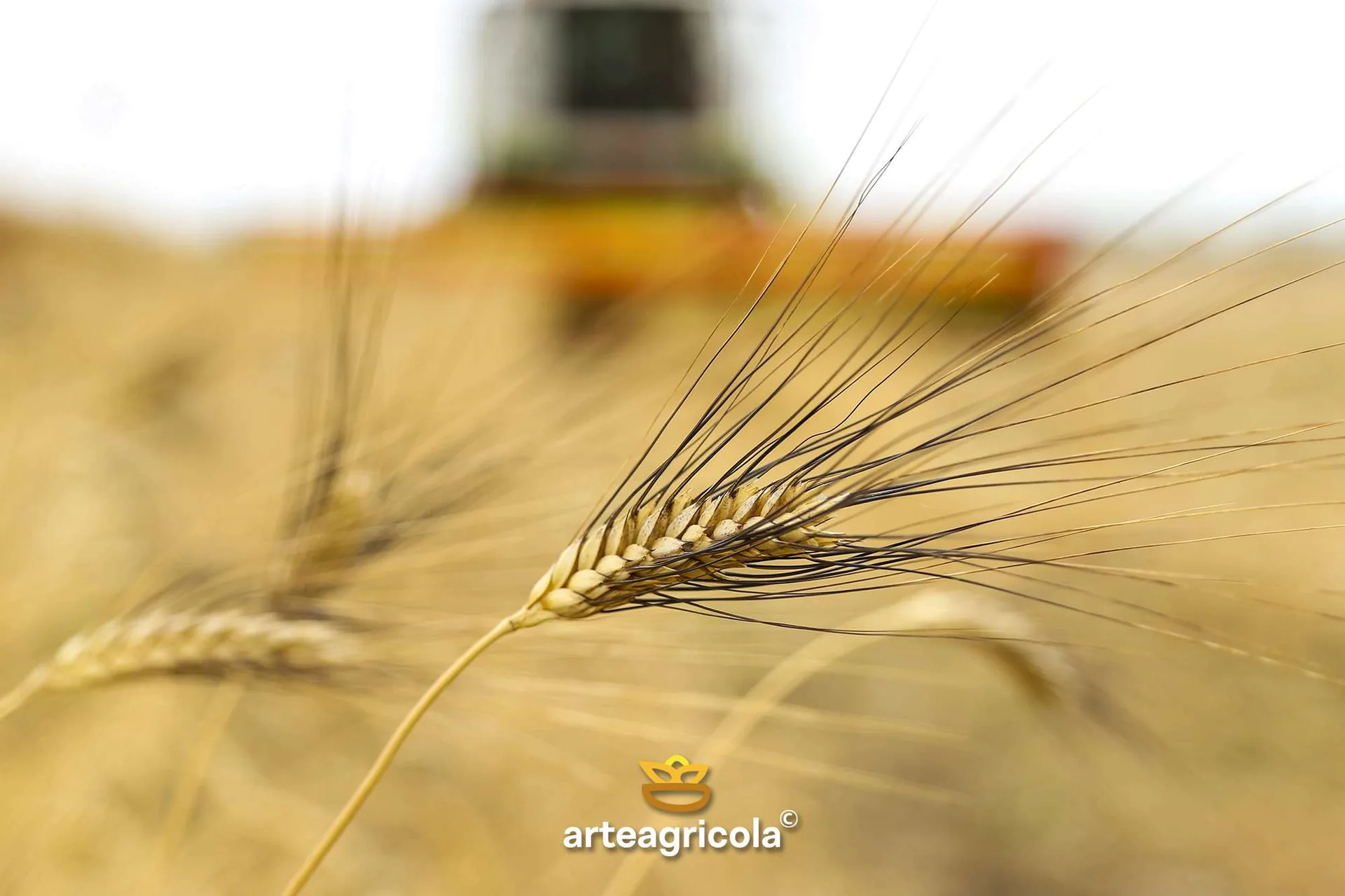 Spighe di grano duro Senatore Cappelli, lotto analizzato per furosina 23 mg/100g proteine